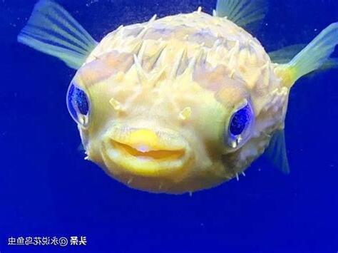 養魚的人 個性